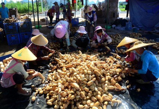 贺州平桂区：打造三大基地助力脱贫攻坚  实现乡村振兴