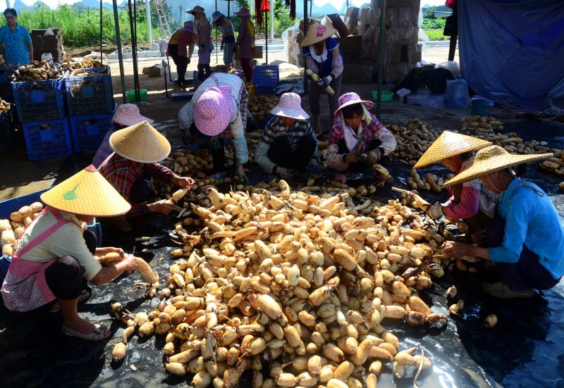 贺州平桂区：打造三大基地助力脱贫攻坚  实现乡村振兴