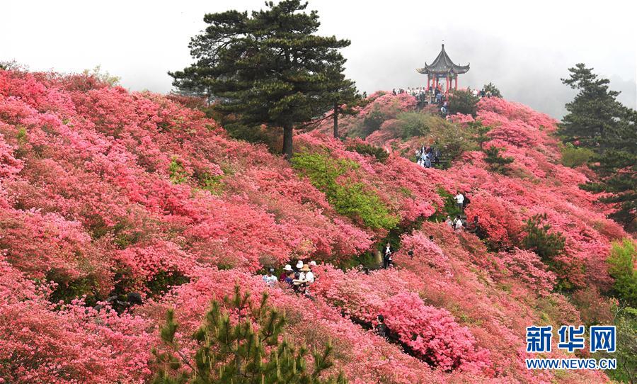 湖北麻城：杜鹃花海引客来