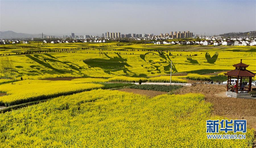 “秦岭四宝”“现身”万亩油菜花海