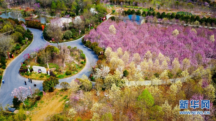 南阳市南召县：玉兰花开美乡村