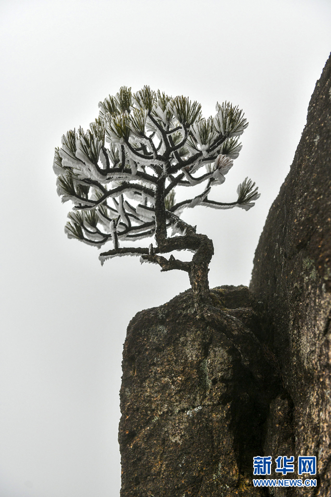 黄山雾凇：玉树琼花满目春