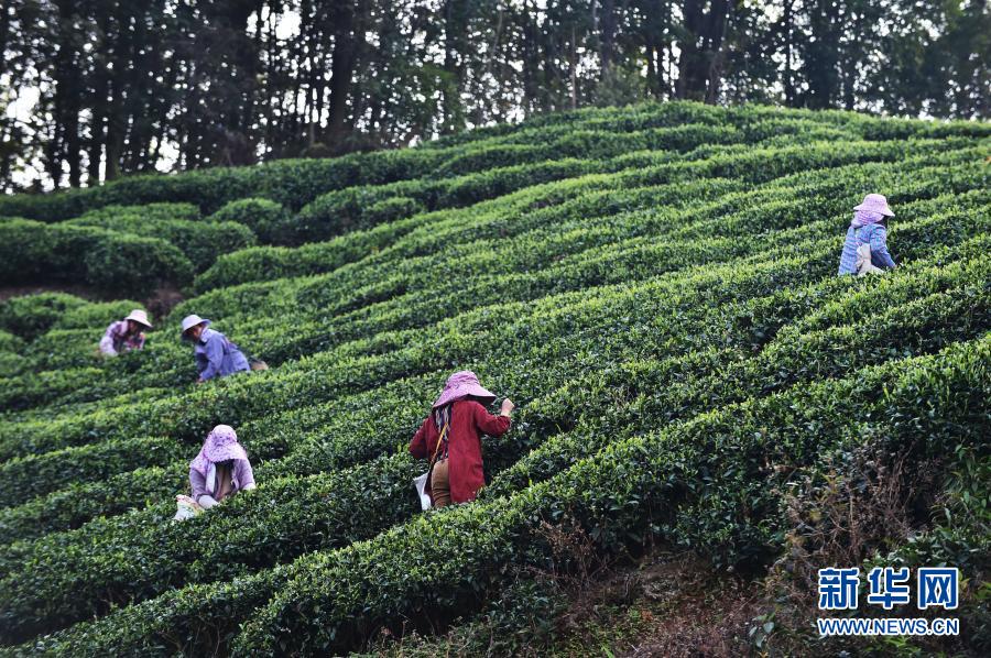 贺州市昭平县：茶山春意