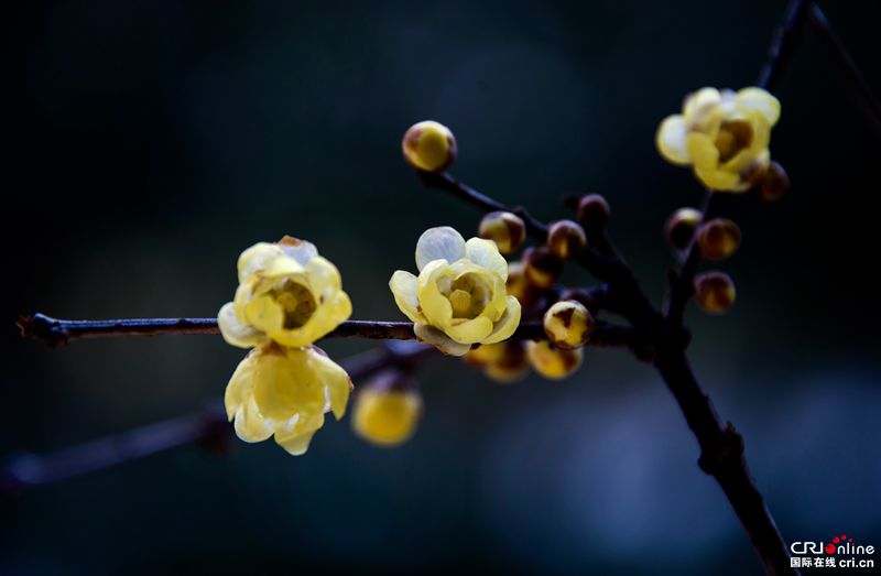 贵州务川：腊梅芬芳（组图）