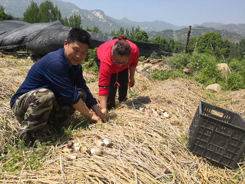 【河南供稿】河南鲁山：贫困户收获赤松茸 电商搭台卖上好价钱