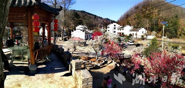 襄阳谷城：老君山樱花烂漫