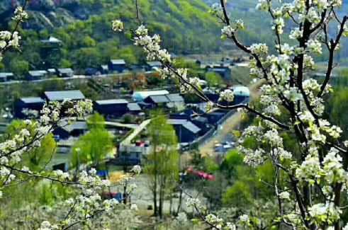 开原市梨花节启幕 趁春暖一睹万树梨花风采