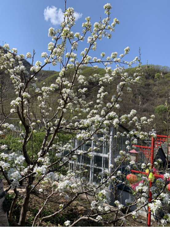 开原市梨花节启幕 趁春暖一睹万树梨花风采