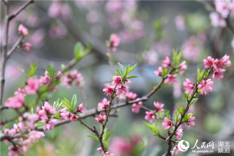 湖北秭归：桃花盛开春满西陵峡