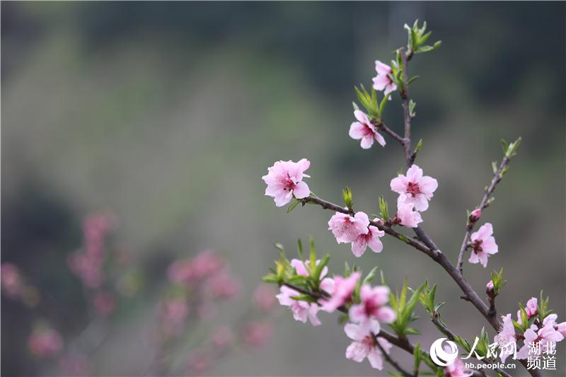 湖北秭归：桃花盛开春满西陵峡