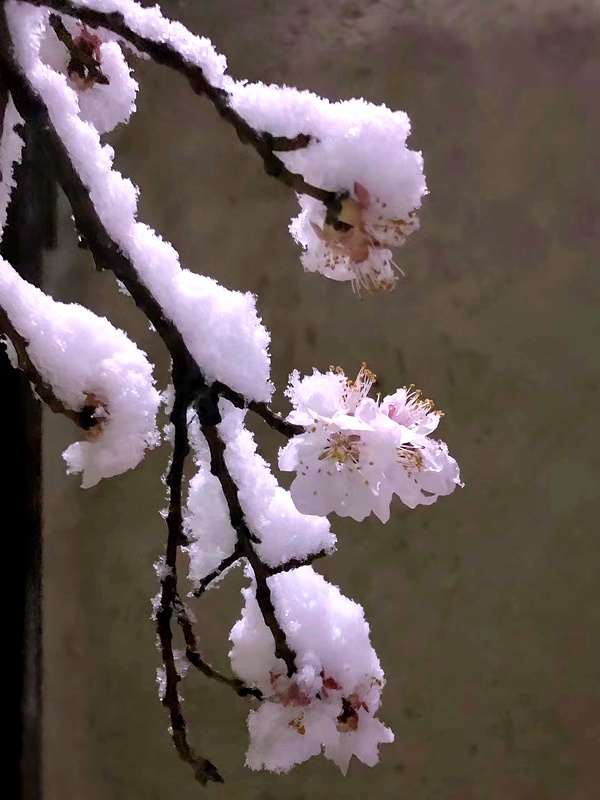 河南：花在雪中摇曳 雪在花上起舞