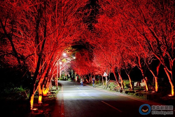 夜樱隧道随着灯光变化，可展现16种不同的色彩。（图／大屯里里长勤荣辉提供）