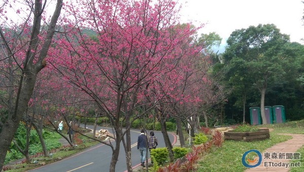 早晨的樱花隧道别有一番清静之美。（图／北市大地工程处提供）