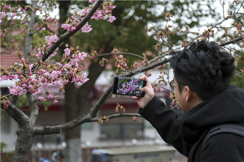 引进河津樱大渔樱等新品 上海樱花节3月15日开幕