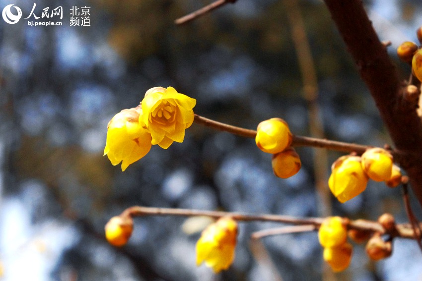 北京香山公园蜡梅初绽放 预计3月进入盛花期