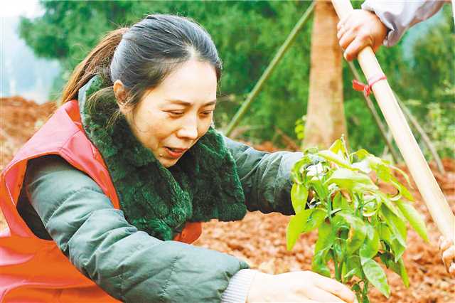 巴渝大地添绿意高招频出