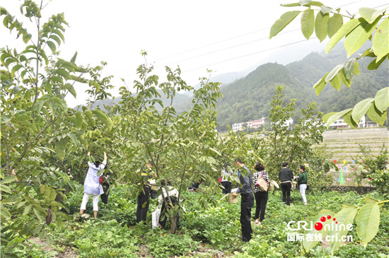 已过审【行游巴渝＋摘要】推进农旅文旅融合 城口高观做强做大核桃产业