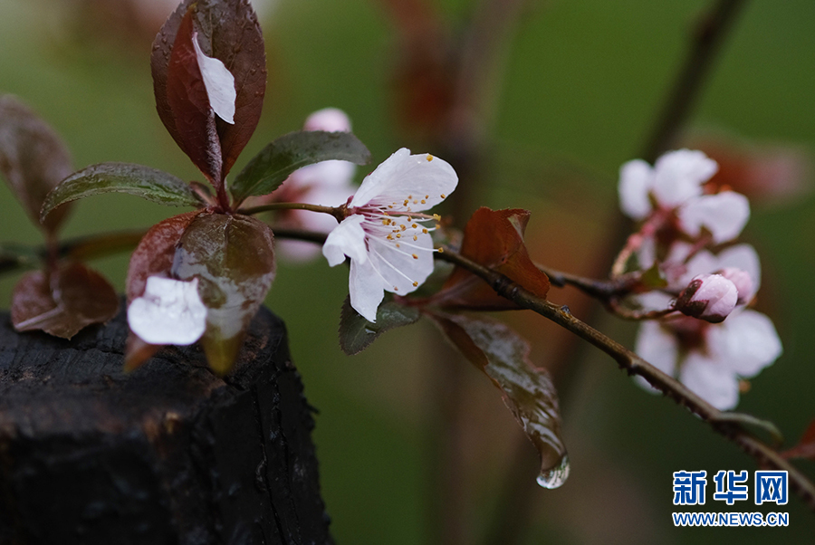 春雨润花枝 娇艳更欲滴