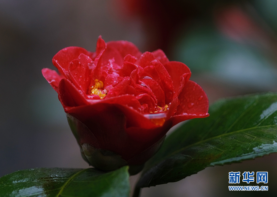 春雨润花枝 娇艳更欲滴