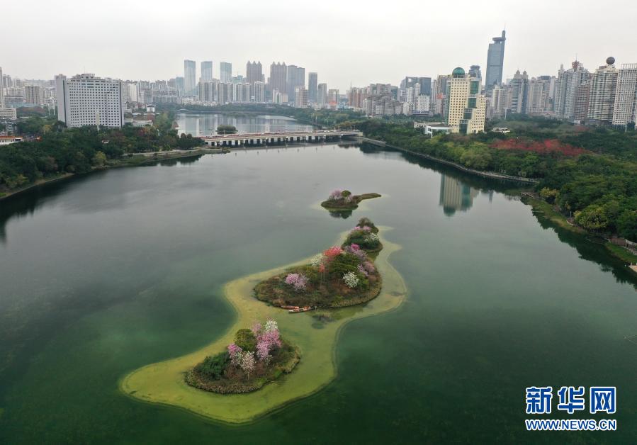 一湖春水鲜花红