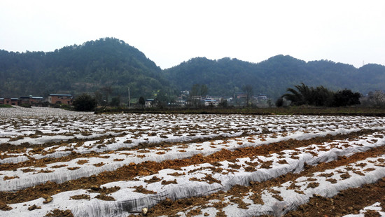 【区县联动】【铜梁】重庆铜梁打造康济药乡助推乡村振兴