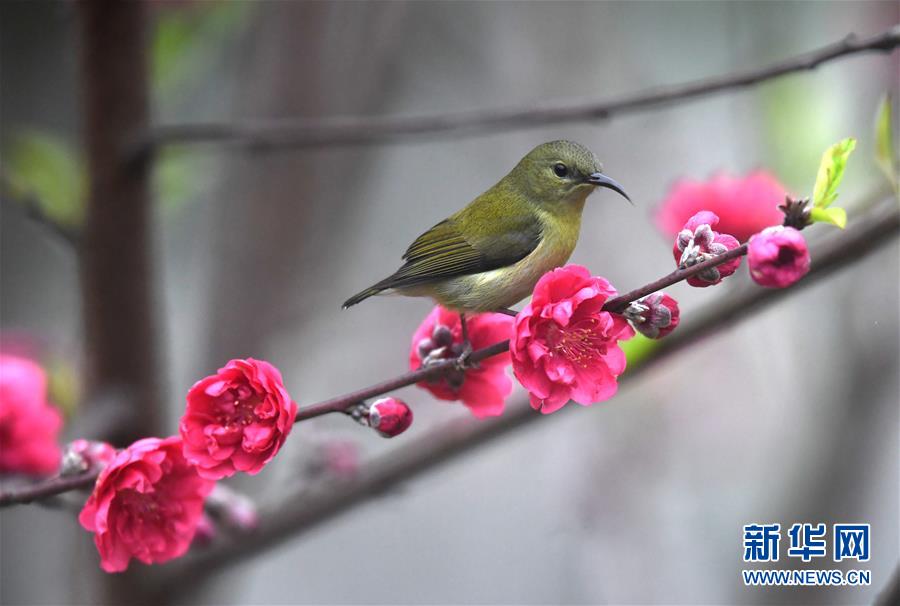 广西柳州春意浓