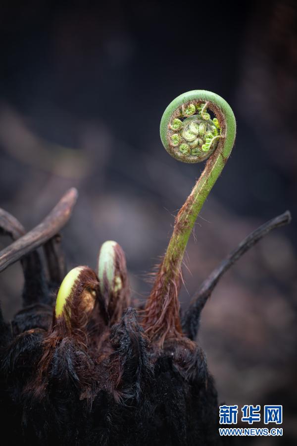 研究：澳大利亚上一季林火影响百余种植物存活