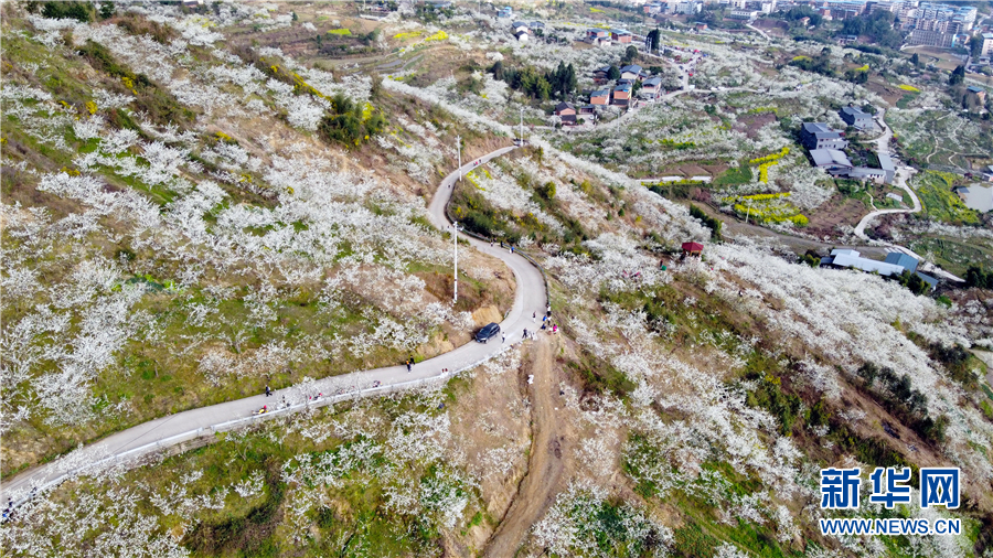 重庆梁平：三月“香雪”醉春光