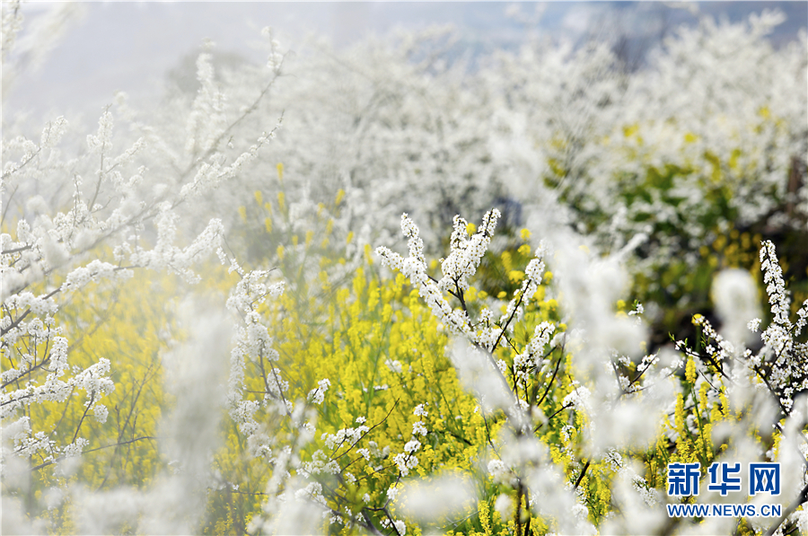 重庆梁平：三月“香雪”醉春光