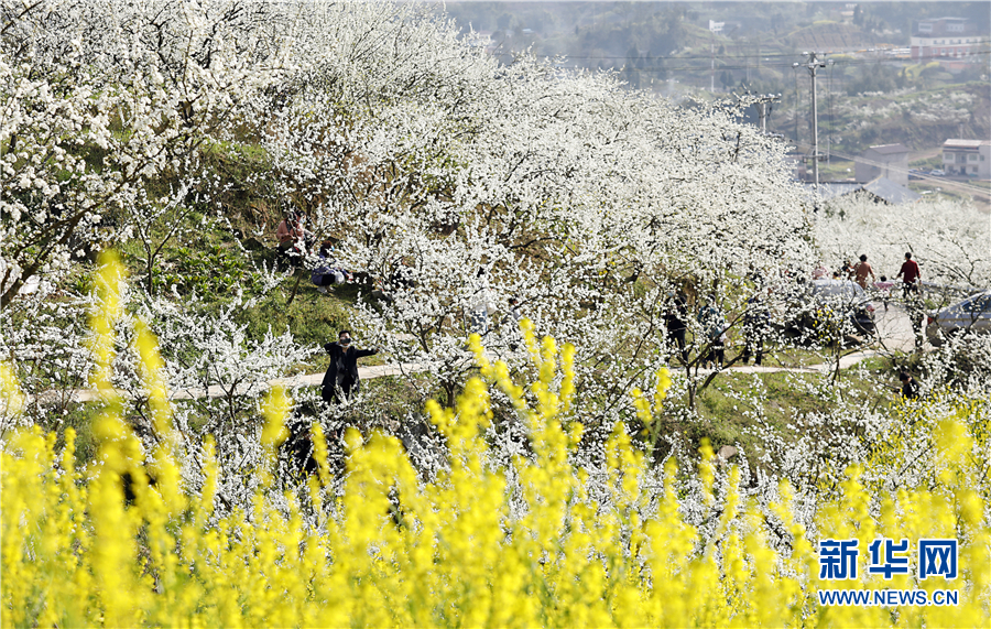 重庆梁平：三月“香雪”醉春光