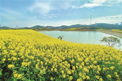 （头条）镇江油菜花开美如画