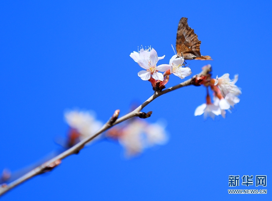 【焦点图-大图】【移动端-轮播图】河南滑县：春日蝶恋花