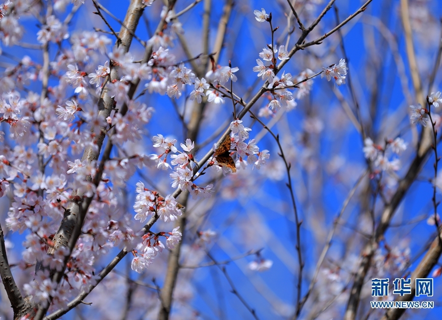 【焦点图-大图】【移动端-轮播图】河南滑县：春日蝶恋花