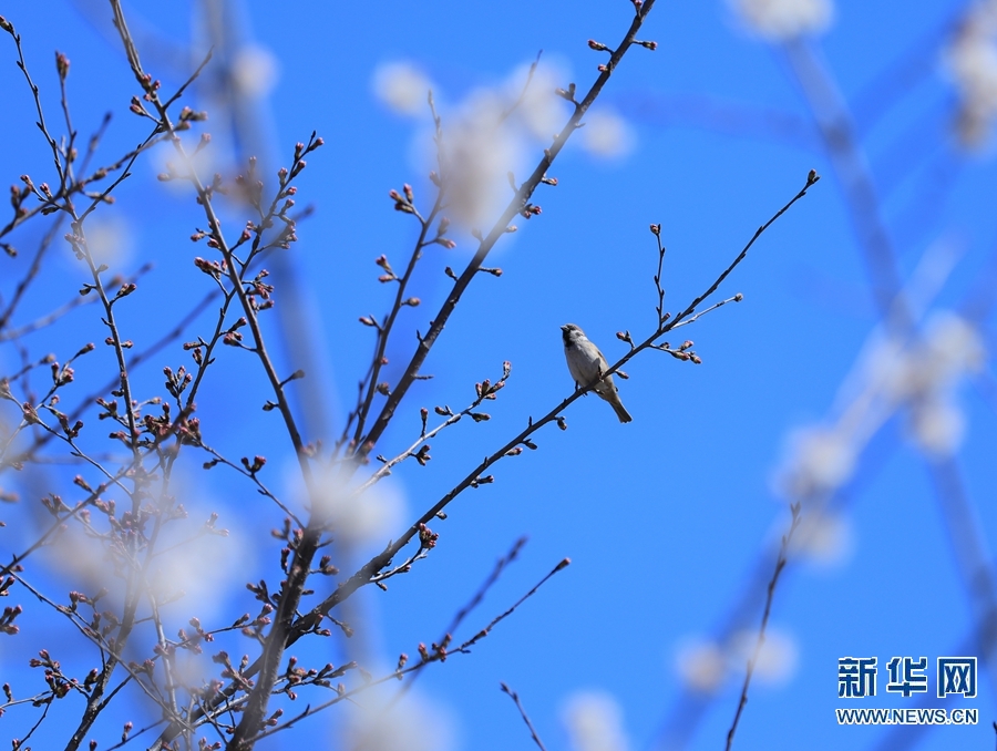 【焦点图-大图】【移动端-轮播图】河南滑县：春日蝶恋花