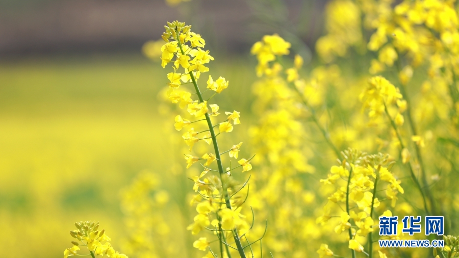 云南施甸：油菜花香醉春光