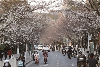 （焦点图）春回大地万物复苏 南京樱花二月兰盛开