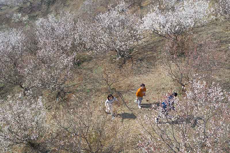 湖北襄阳：樱桃花开春意浓