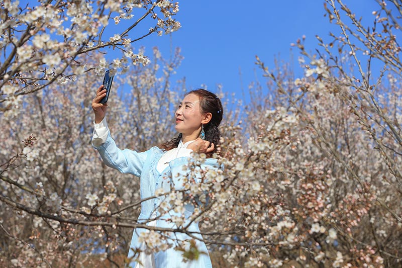 湖北襄阳：樱桃花开春意浓