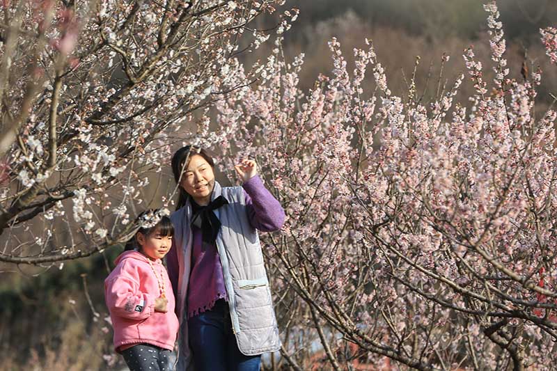 湖北襄阳：樱桃花开春意浓