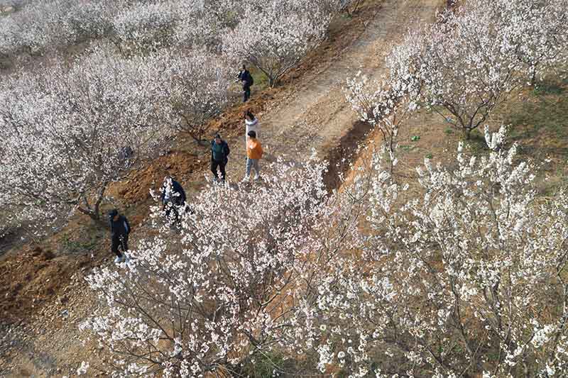 湖北襄阳：樱桃花开春意浓