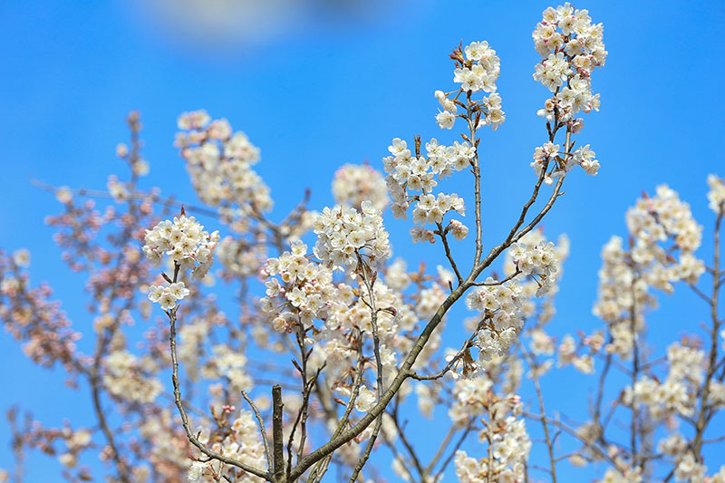 湖北襄阳：樱桃花开春意浓