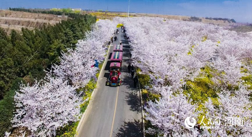 河南荥阳：黄河两岸樱花迎春次第开