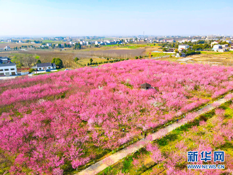 梅花绽放喜迎春