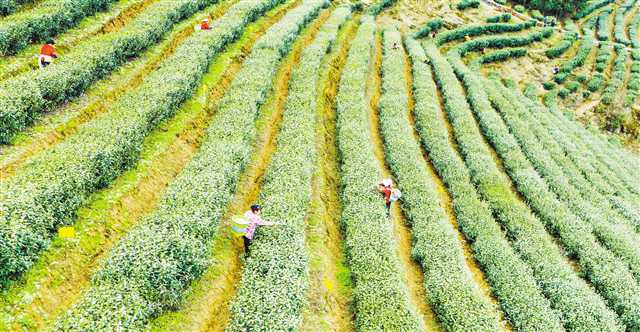 重庆南川：春茶采摘正当时