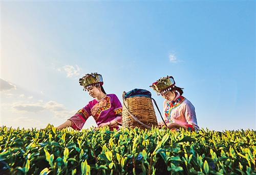 【区县联动】【秀山】重庆秀山县： 让茶叶远近飘香【区县联动列表】秀山县： 让茶叶远近飘香