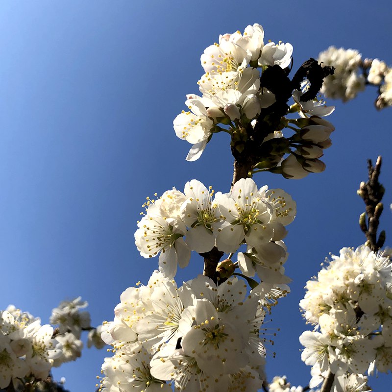 河南信阳：繁花似锦春似海