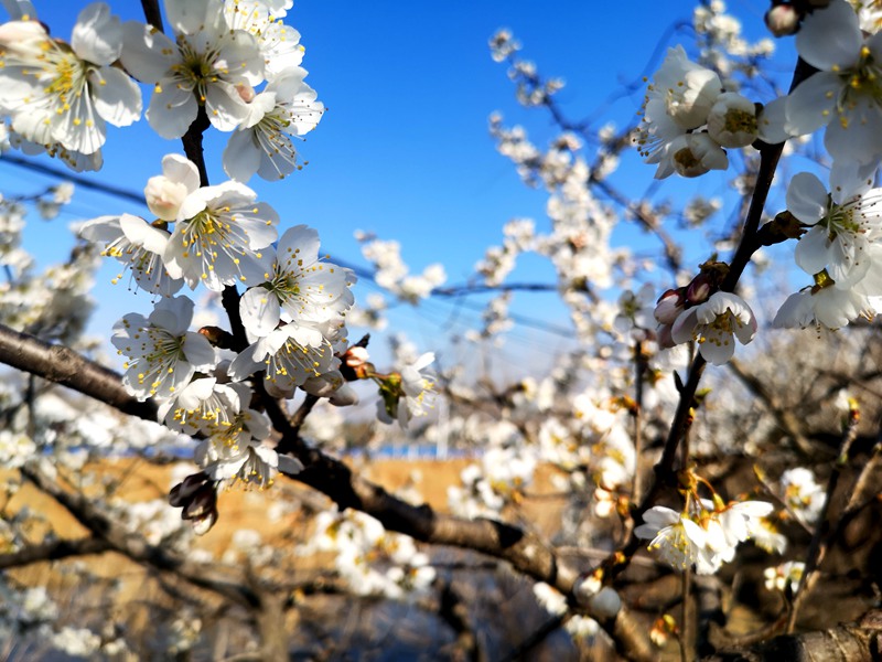 河南信阳：繁花似锦春似海