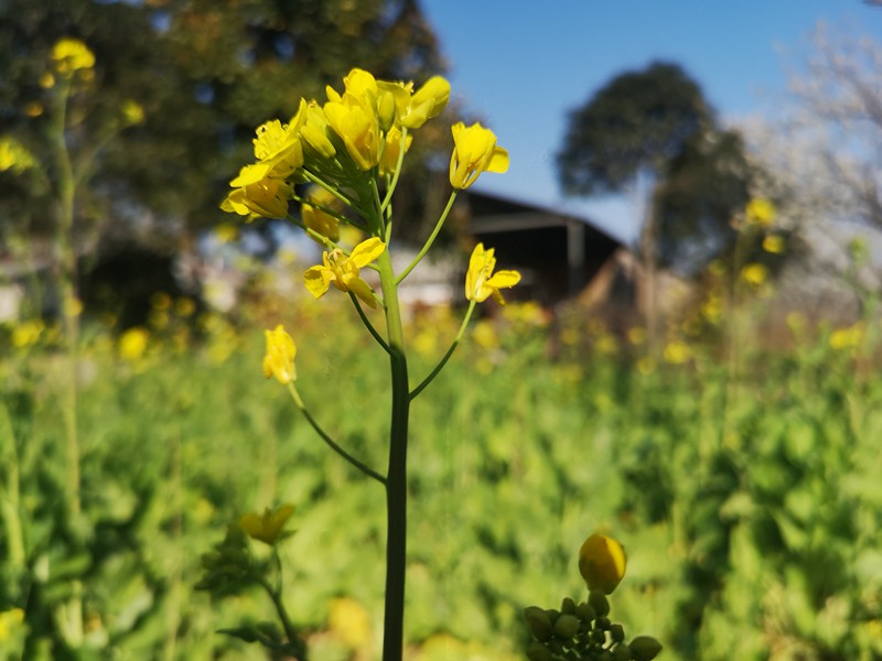 河南信阳：繁花似锦春似海