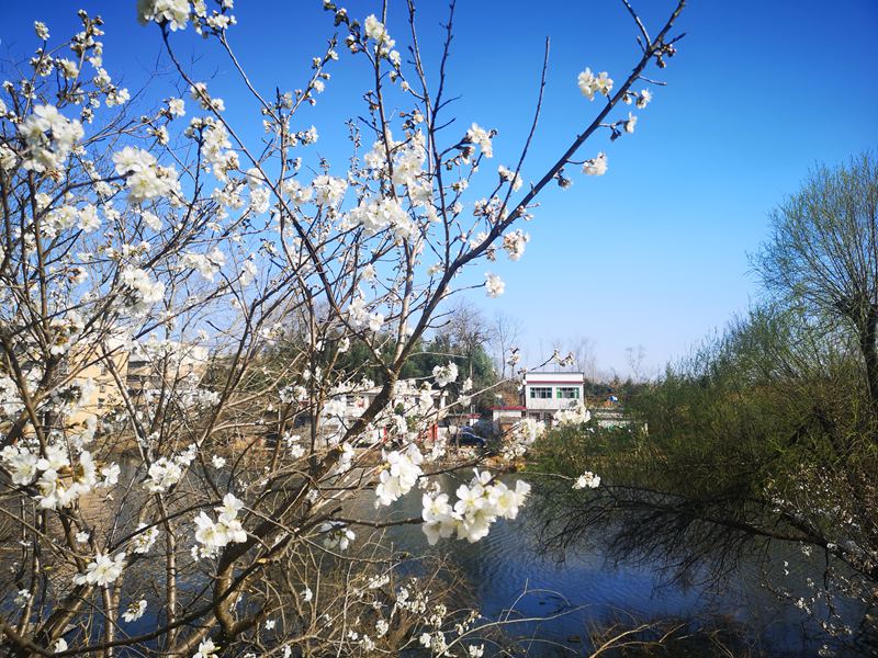 河南信阳：繁花似锦春似海