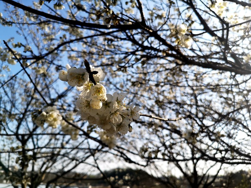 河南信阳：繁花似锦春似海